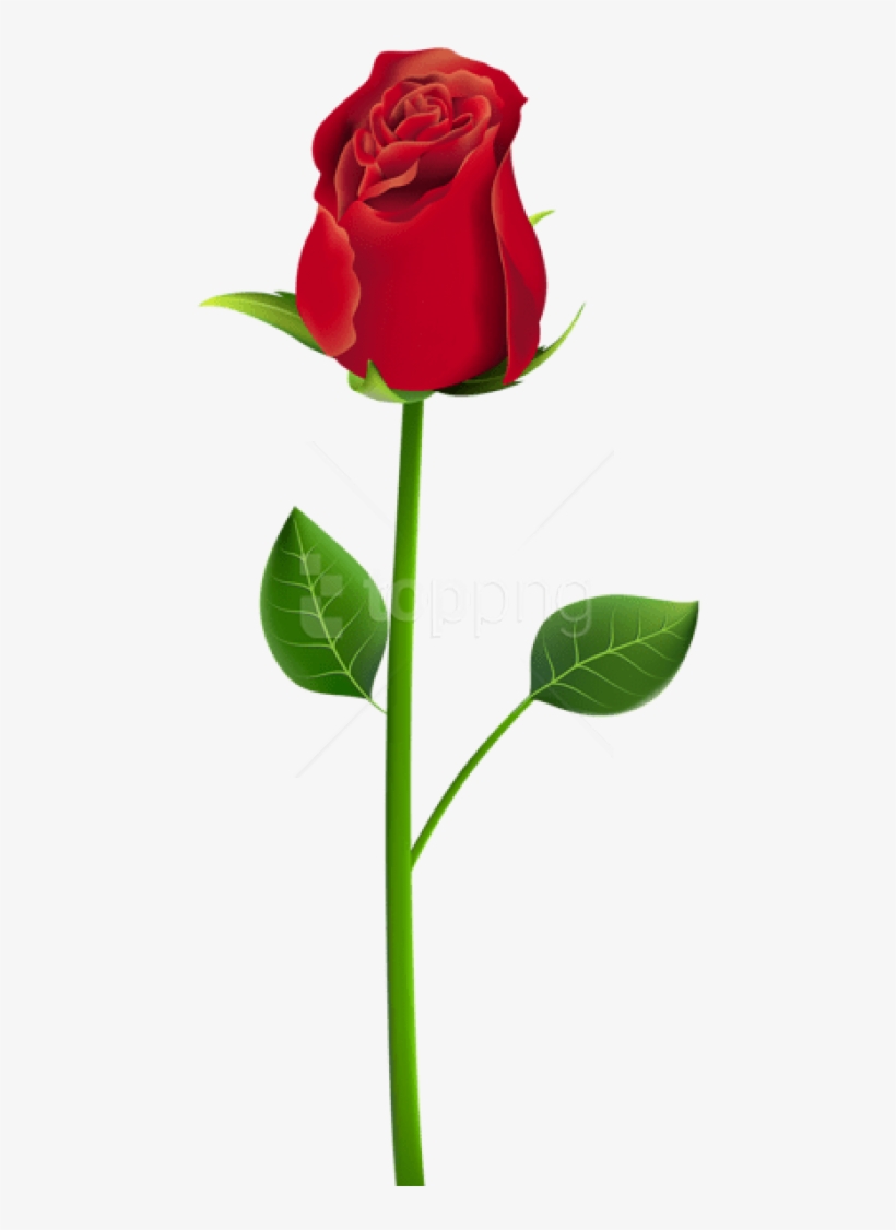 Download Rose Png Png Images Background - Rose Png For Picsart, transparent png download
