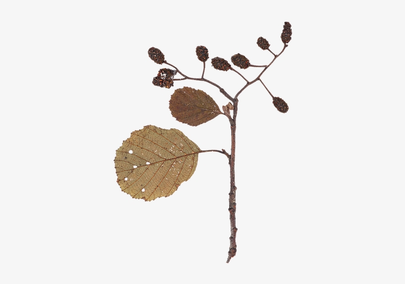 Dry Leaf - Hazel Alder, transparent png download