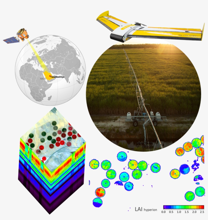Leaf Area Index, Leaf Senescence, Biochemistry Of Pigments, - Circle, transparent png download