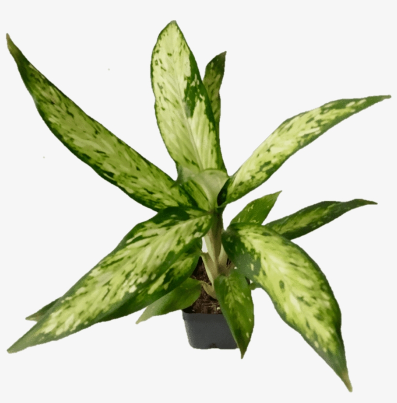 Agave, transparent png download