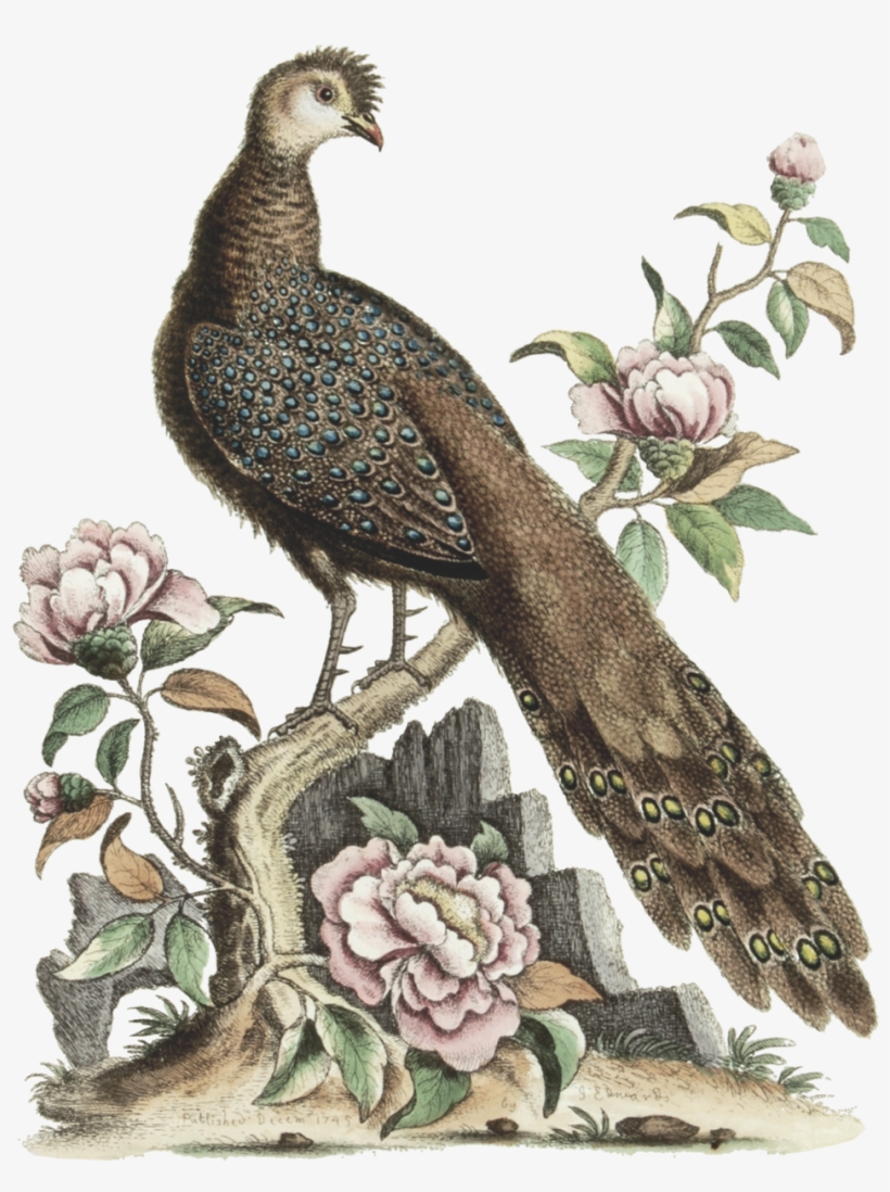 Peackock Sticker Edit - Buzzard, transparent png download