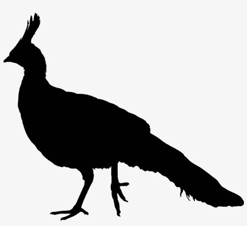 At Getdrawings Com Free For Personal Use Ⓒ - Peacock Silhouette Png, transparent png download