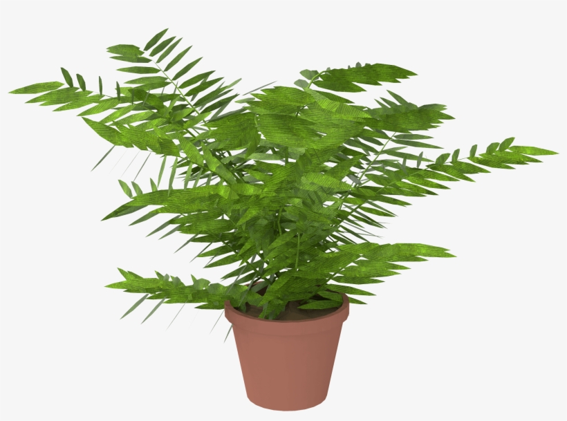 3 000027 P01 - Fatsia Japonica Pot 17, transparent png download