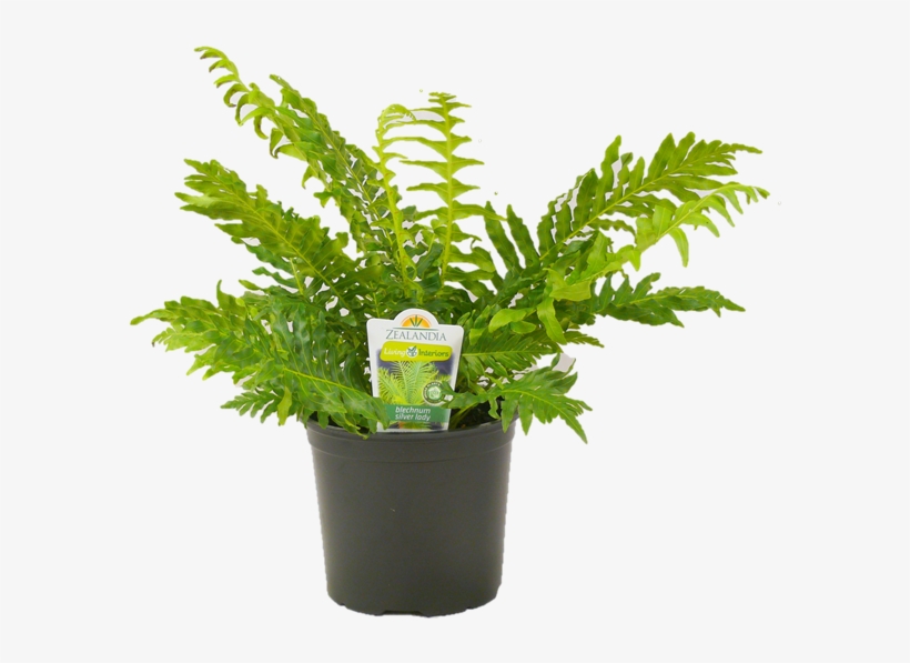 150mm Silver Lady Fern - Zz Plant, transparent png download