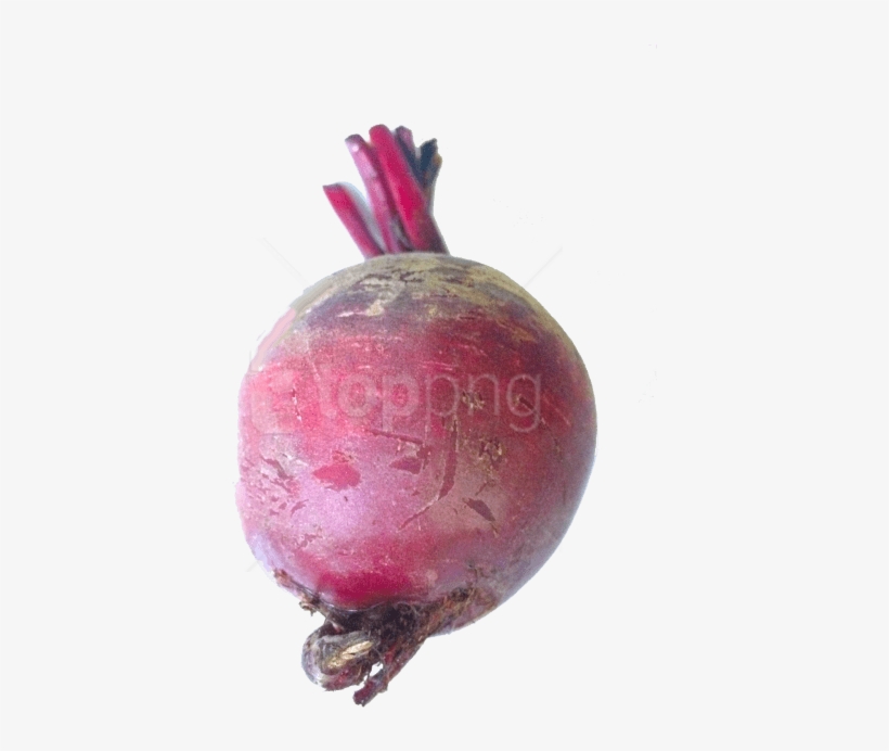Free Png Images - Common Beet, transparent png download