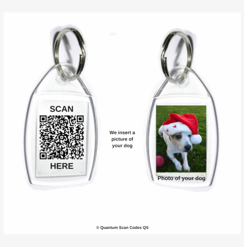 Dogo Argentino, transparent png download