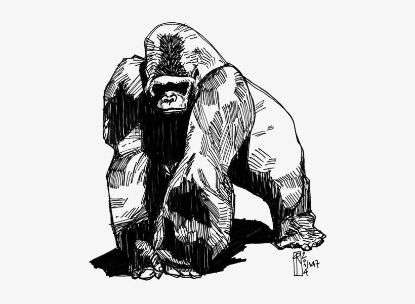 564 X 772 15 - Gorilla Sketch, transparent png download
