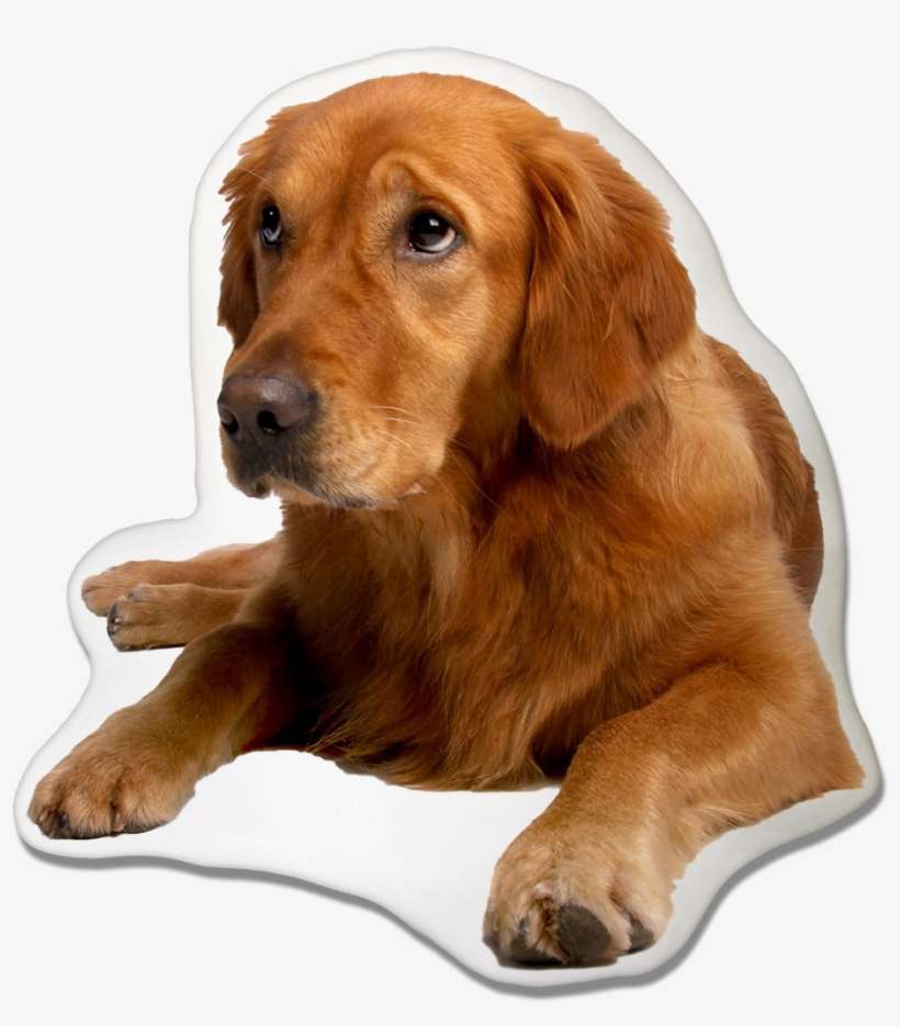 Golden Retriever Dog Pillow - Golden Retriever With Labrador, transparent png download