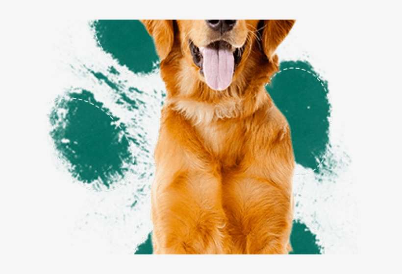 Drawn Golden Retriever Small - Marijuana Dogs, transparent png download