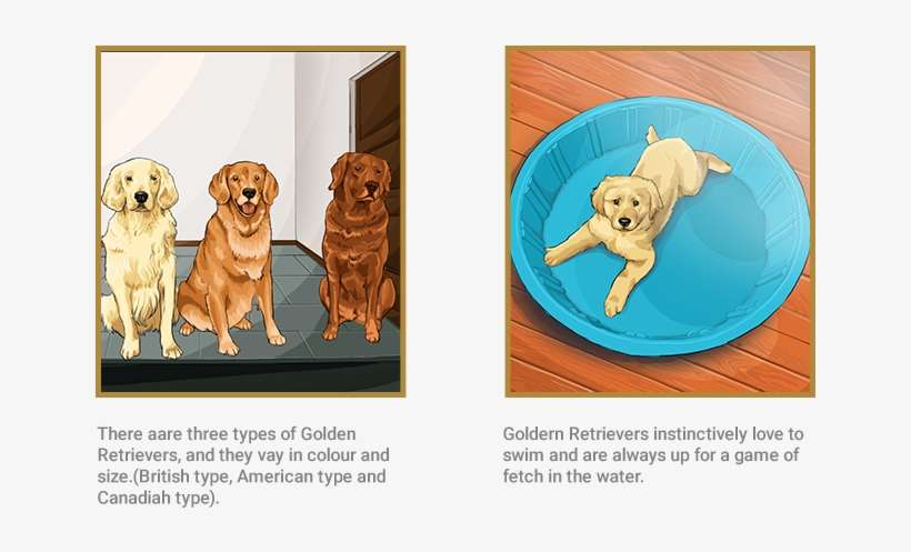 Golden - Golden Retriever, transparent png download