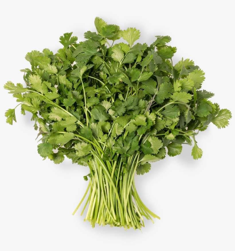 Coriander - Parsley, transparent png download