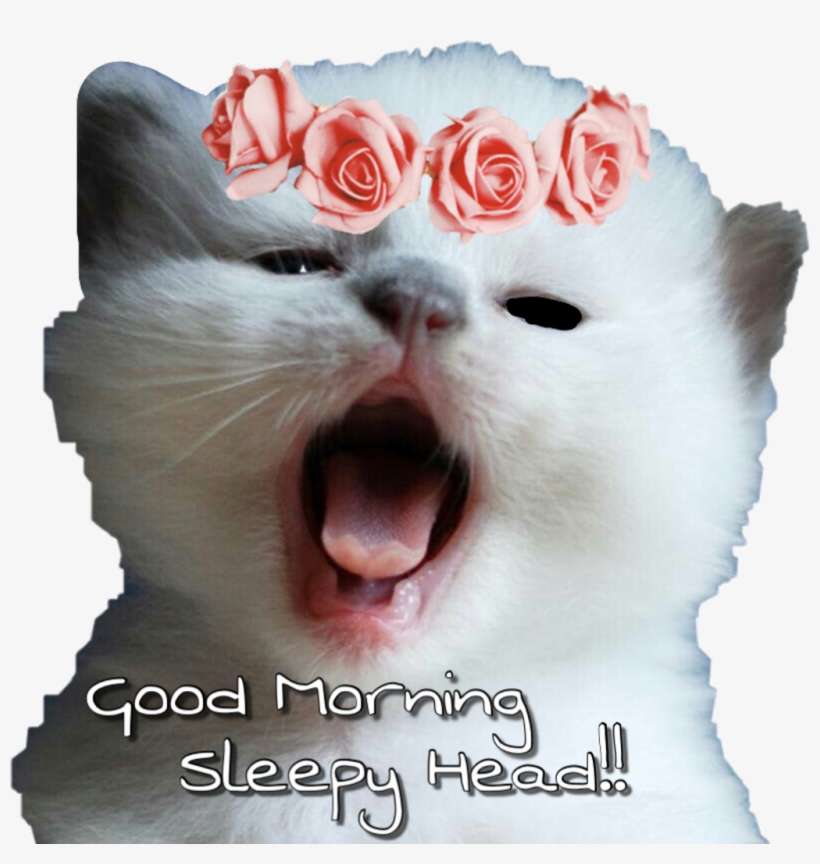 #goodmorning #kitty #kitten #yawn #flowers #sticker - Gatito Bebés, transparent png download