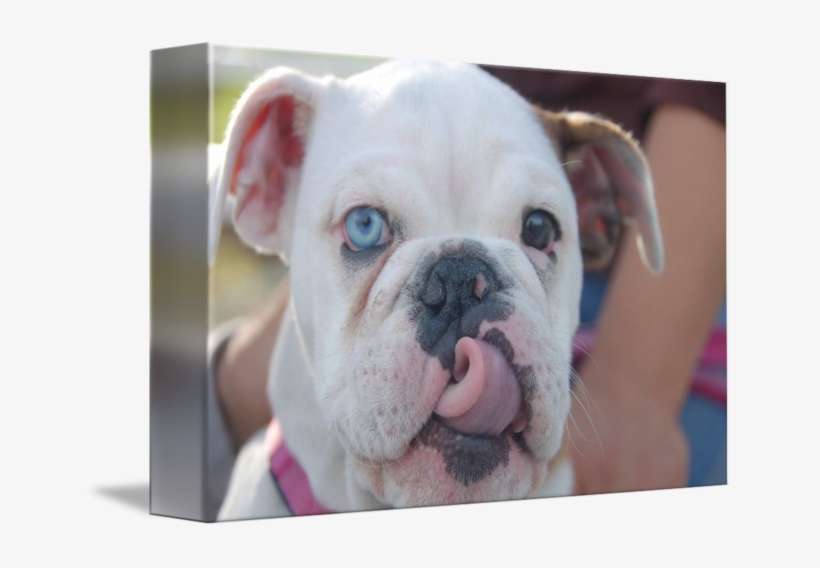 The Cutest Puppy By Nancypants - World's Cutest English Bulldog, transparent png download