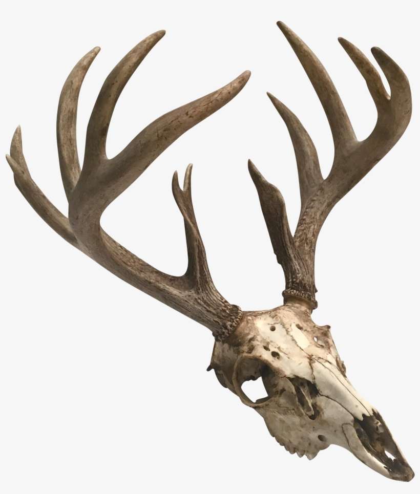 Png Freeuse Natural Point Deer And Skull Chairish, transparent png download