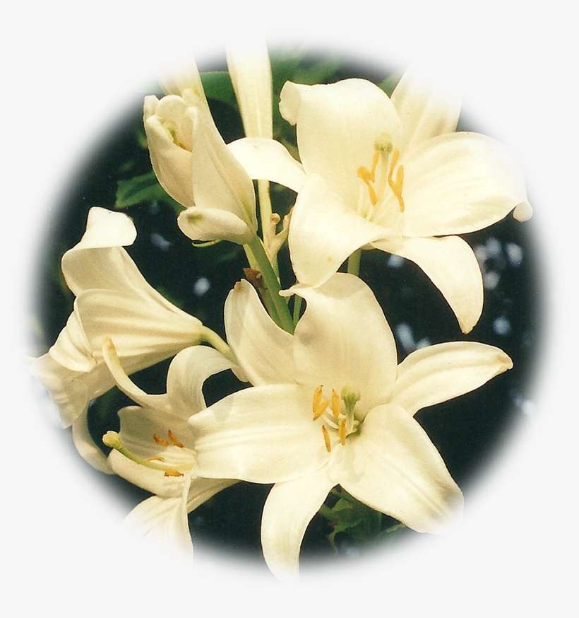 Lily, transparent png download