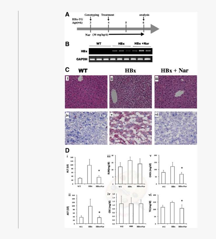 Treatment With Naringenin Reverses Fatty Liver And - Diagram, transparent png download