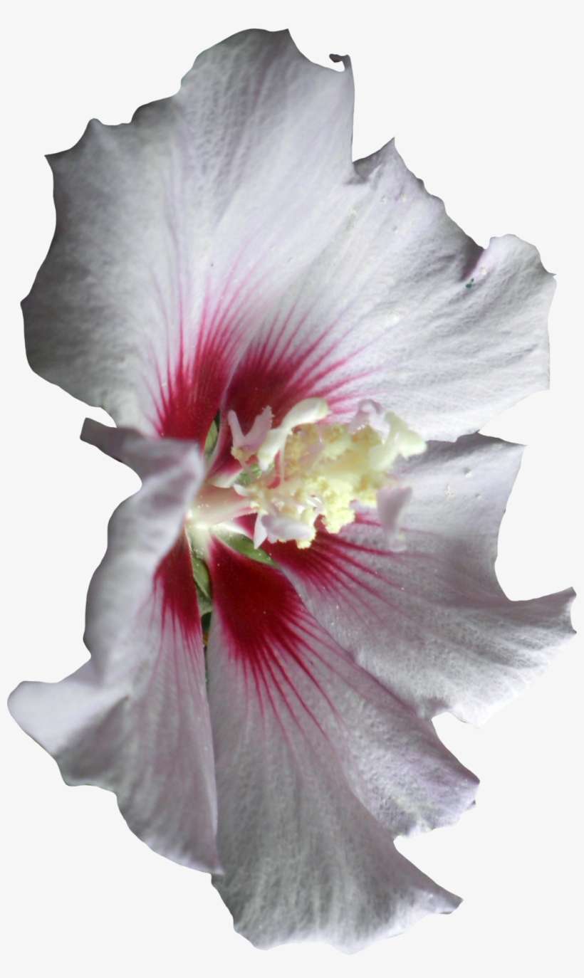 1024 X 1667 9 - Hawaiian Hibiscus, transparent png download