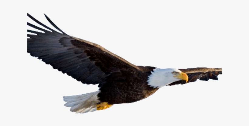 7 Eagle Clipart Clear Background Free Clip Art Stock - Transparent Background Eagle Png, transparent png download