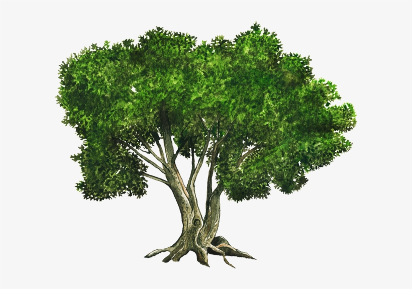 Vecinos Verdes - Ombu Arbol Nacional Argentino, transparent png download