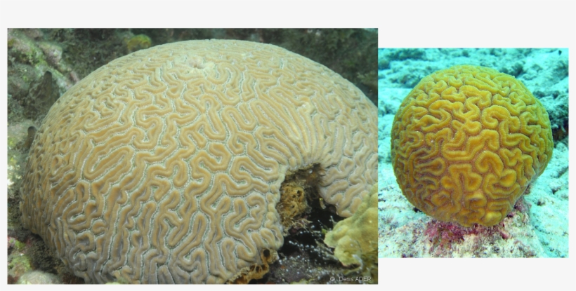 Invertebrates Id - Hard Coral Great Barrier Reef, transparent png download