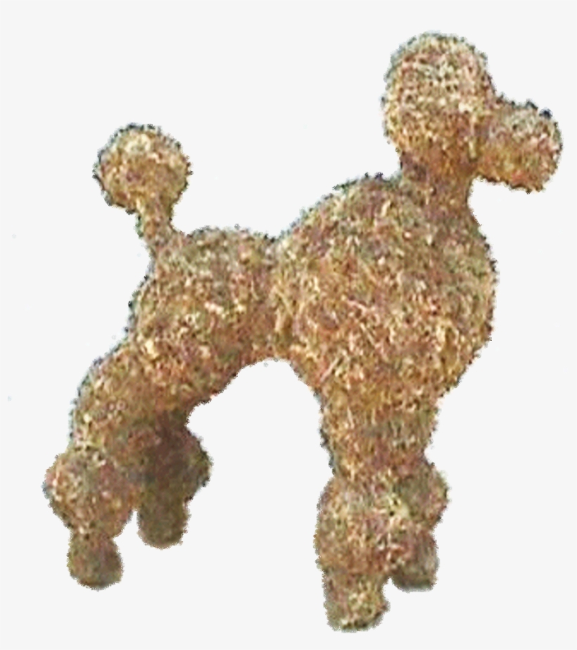 Toy Poodle, transparent png download