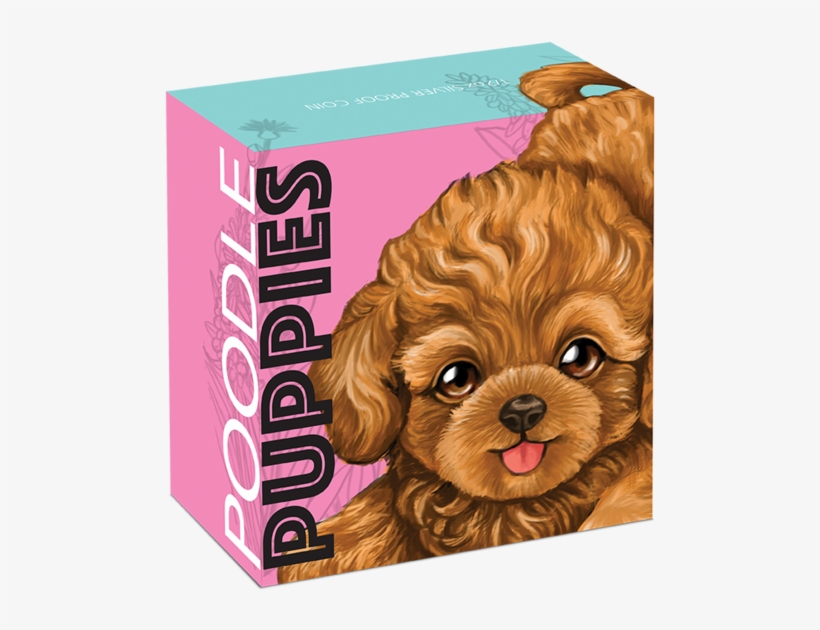 Poodle, transparent png download