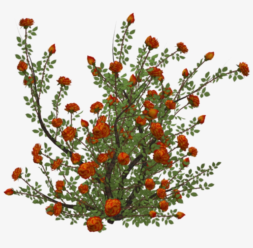 #flowers #roses #rosebush #bush - Rose, transparent png download
