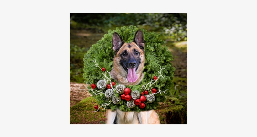 German Shepherd Rescue Of Oc Holiday Fundraiser - Old German Shepherd Dog, transparent png download