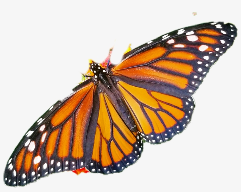 Largest Collection Of Free To Edit Butterfly Hunting - Mariposa Con Alas Rotas, transparent png download