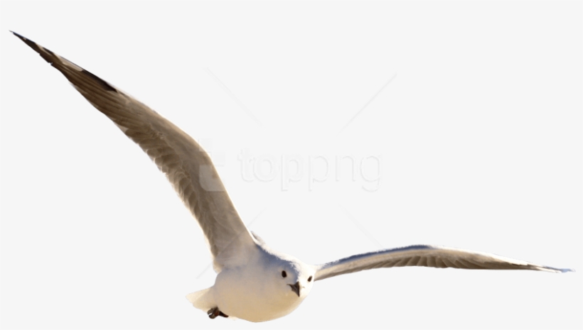 Free Png Gull Bird Png Images Transparent - Transparent Background Birds Png Hd, transparent png download