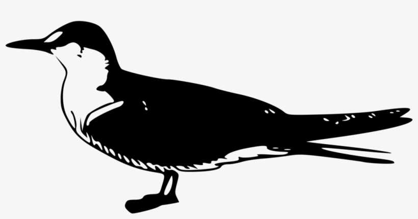 Gulls Bird Terns Fairy Tern Common Tern - Terns, transparent png download