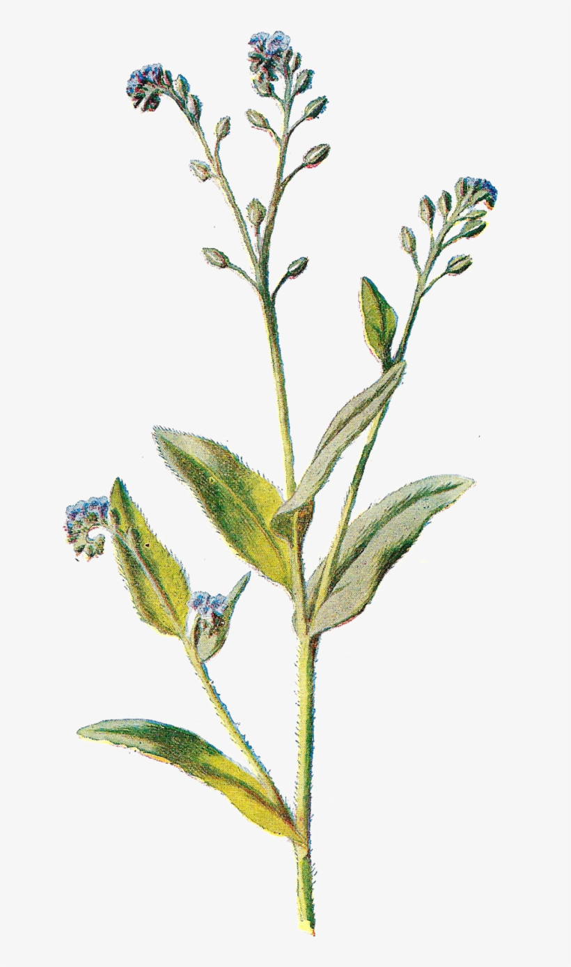 Wildflower Cliparts - Wildflower Png, transparent png download