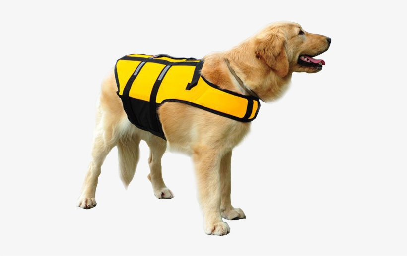 Well Our Swimming Dog Life Vest Is The Perfect Floatation - Dog, transparent png download
