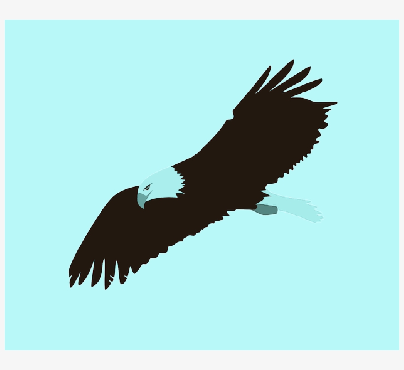 Flying Drawing At Getdrawings Com Free For - Bald Eagle Clipart Transparent, transparent png download