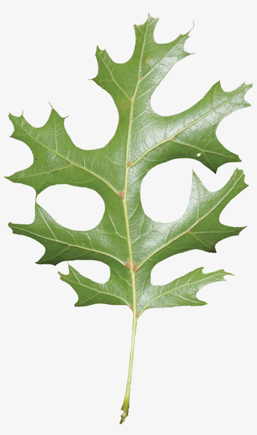 Oak Leaves Of Louisiana, transparent png download