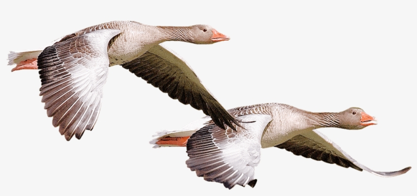 Animals - Ducks - Animales Salvajes En Png, transparent png download