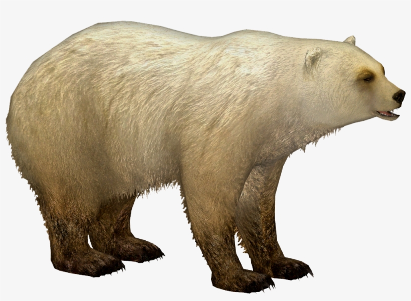 1001 X 1001 1 - Polar Bear Zt2 Download Library Png, transparent png download