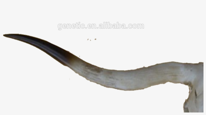 China Skull Buffalo, China Skull Buffalo Manufacturers - Driftwood, transparent png download