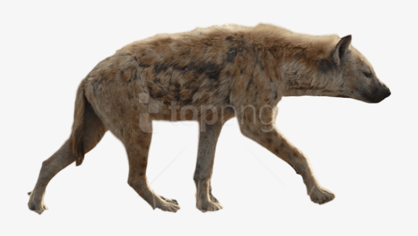 Free Png Download Hyena Png Png Images Background Png - Spotted Hyena, transparent png download