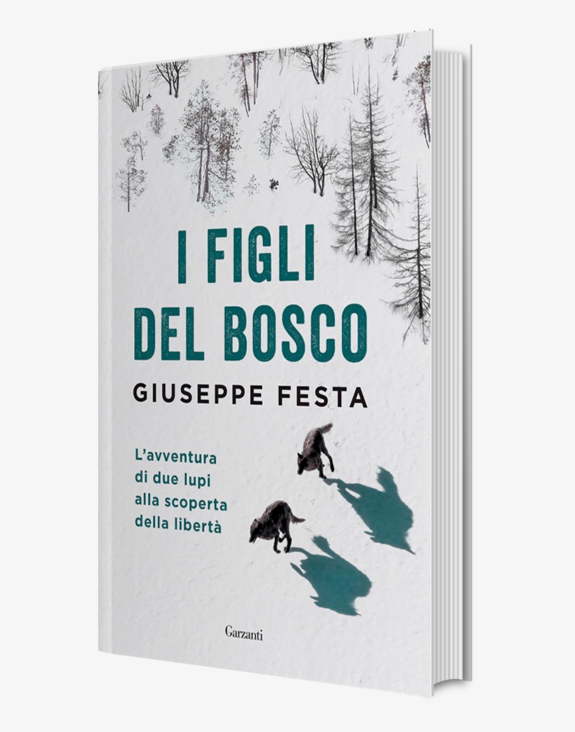 Giuseppe Festa Lupi, transparent png download