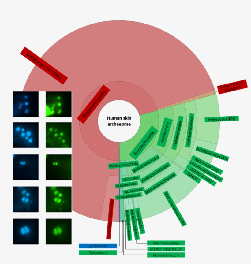 Lastest Highlights And Features - Human Skin Archaea, transparent png download