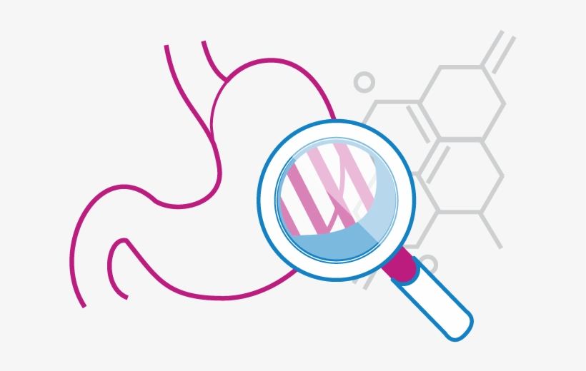 Did You Know - Stomach Graphic Png, transparent png download