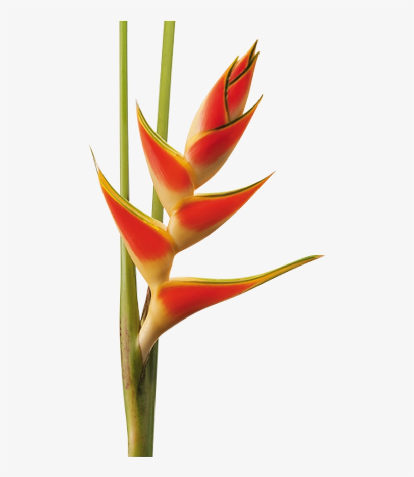 Heliconia, transparent png download