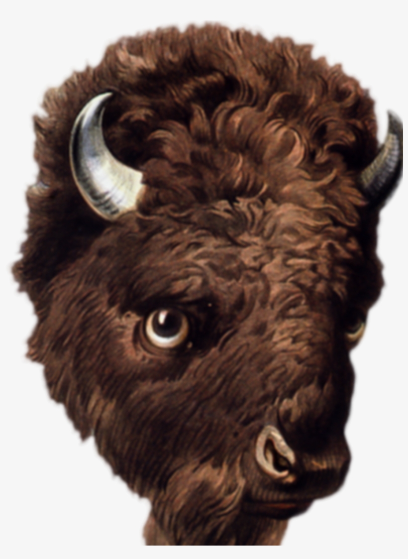 Public Domain Clipped Art - Bison, transparent png download