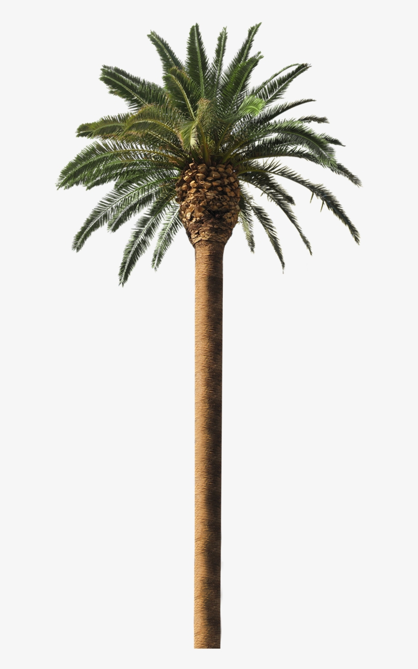 Wholesale Pricing - Trees Similar To Coconut Tree, transparent png download