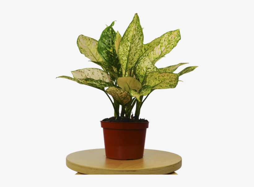 Chinese Evergreen 'etta Rose' Plant - Houseplant, transparent png download