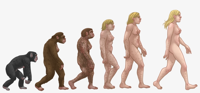 Female Human Evolution - Human Evolution Female, transparent png download