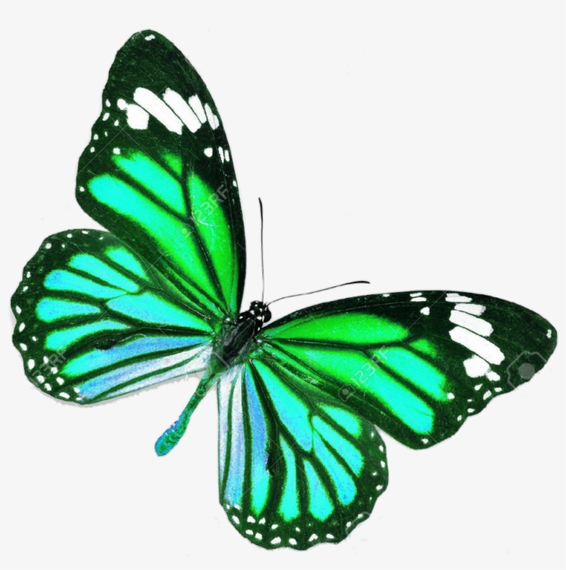 Mariposa Sticker - Blue Real Life Butterfly, transparent png download