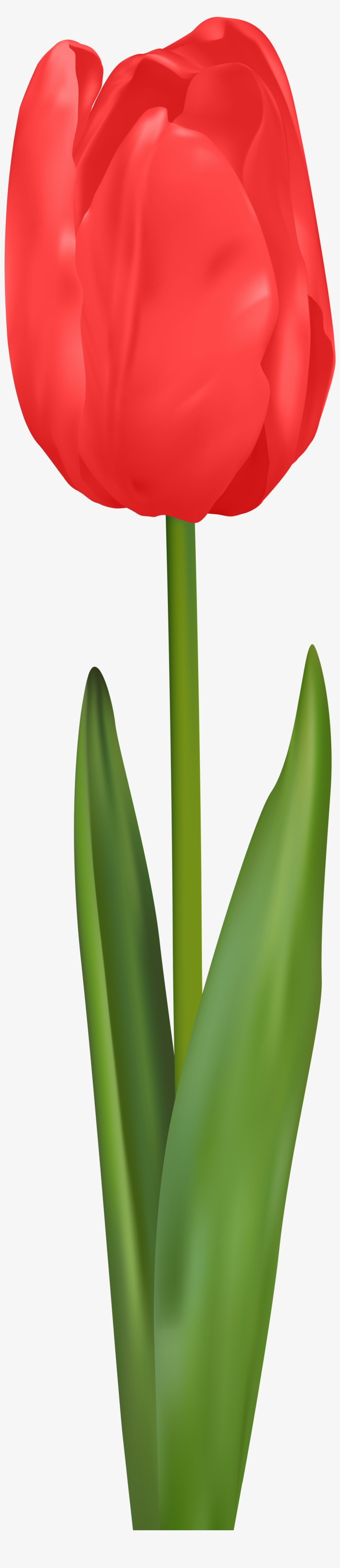 Red Tulip Png Clip Art - Red Tulip Clipart, transparent png download