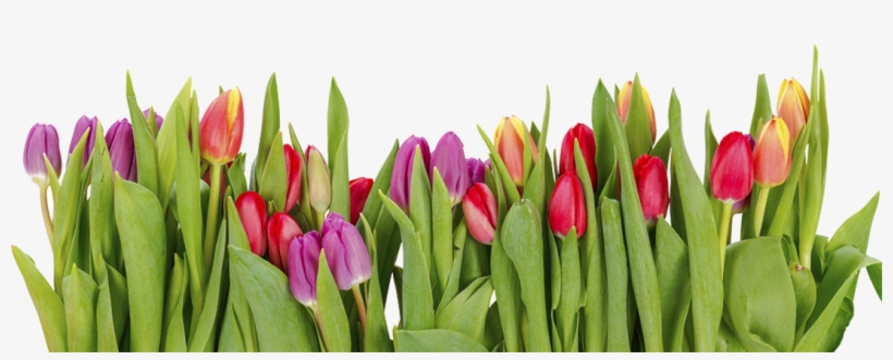 Tulips - Row Of Tulips, transparent png download